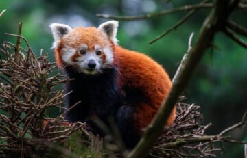 Taken with a Canon EOS 6D Mark II with a 70-200mm lens and 2.8 F-Stop. Edited in Adobe Lightroom